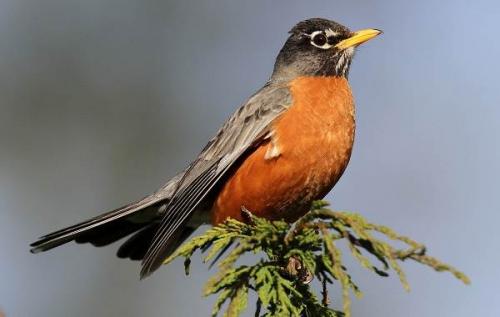 Какие виды рябинников можно найти в этом месте. Дрозд рябинник птица. Описание, особенности, образ жизни и среда обитания рябинника