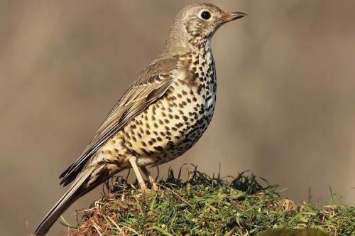 Какие виды рябинников можно найти в этом месте. Дрозд рябинник птица. Описание, особенности, образ жизни и среда обитания рябинника