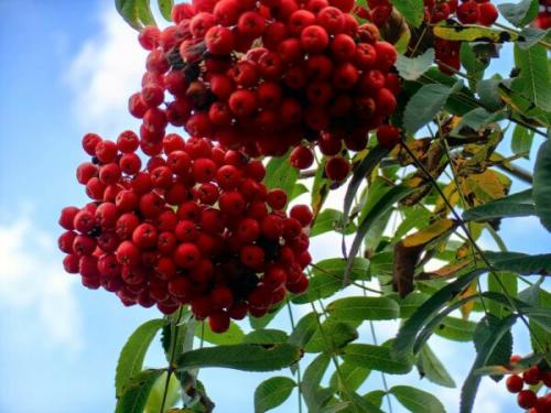 Какие растения можно найти вместе с рябинниками Петра и Павла. Петр и Павел Рябинники: что нужно сделать 23 сентября, чтобы сохранить деньги и не остаться без любви