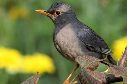 Какие виды рябинников можно найти в этом месте. Дрозд рябинник птица. Описание, особенности, образ жизни и среда обитания рябинника