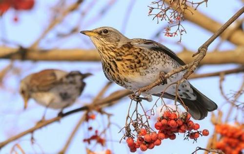 Какие виды рябинников можно найти в этом месте. Дрозд рябинник птица. Описание, особенности, образ жизни и среда обитания рябинника