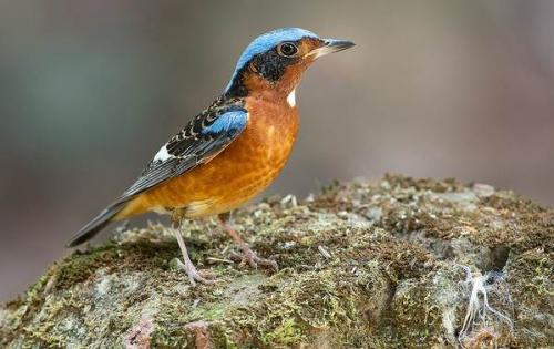 Какие виды рябинников можно найти в этом месте. Дрозд рябинник птица. Описание, особенности, образ жизни и среда обитания рябинника