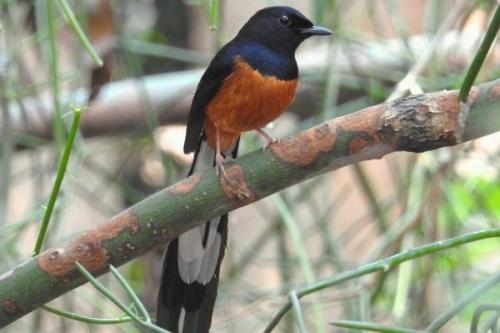 Какие виды рябинников можно найти в этом месте. Дрозд рябинник птица. Описание, особенности, образ жизни и среда обитания рябинника