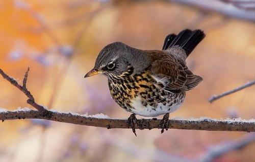 Какие виды рябинников можно найти в этом месте. Дрозд рябинник птица. Описание, особенности, образ жизни и среда обитания рябинника