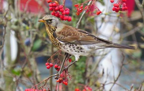 Какие виды рябинников можно найти в этом месте. Дрозд рябинник птица. Описание, особенности, образ жизни и среда обитания рябинника