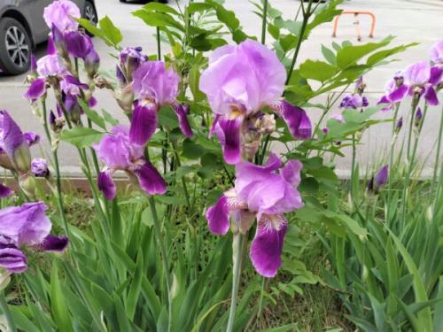 Какие растения можно найти вместе с рябинниками Петра и Павла. Петр и Павел Рябинники: что нужно сделать 23 сентября, чтобы сохранить деньги и не остаться без любви