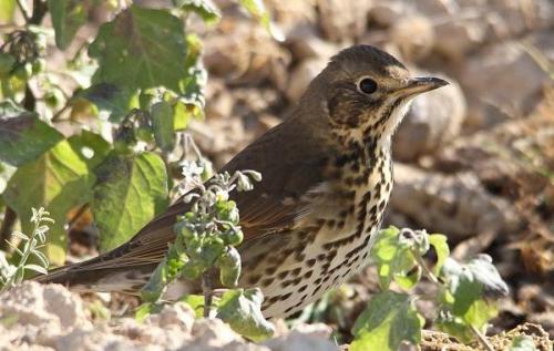 Какие виды рябинников можно найти в этом месте. Дрозд рябинник птица. Описание, особенности, образ жизни и среда обитания рябинника
