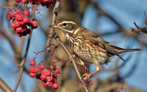 Какие виды рябинников можно найти в этом месте. Дрозд рябинник птица. Описание, особенности, образ жизни и среда обитания рябинника