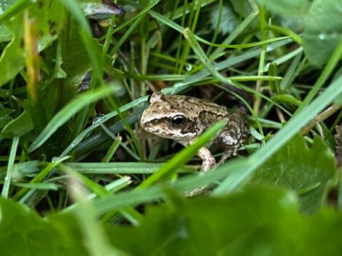Какие растения можно найти вместе с рябинниками Петра и Павла. Петр и Павел Рябинники: что нужно сделать 23 сентября, чтобы сохранить деньги и не остаться без любви