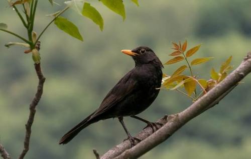 Какие виды рябинников можно найти в этом месте. Дрозд рябинник птица. Описание, особенности, образ жизни и среда обитания рябинника