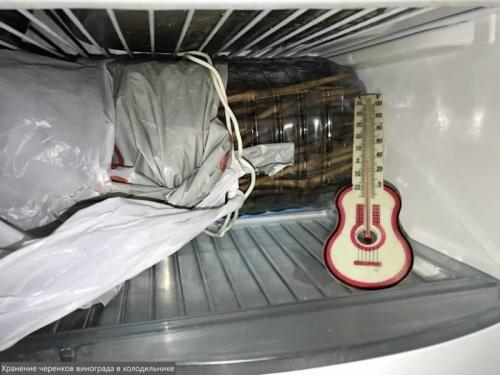 Как размножить виноград летом. Заготовка и хранение черенков винограда