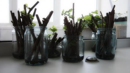 Как вырастить виноград из черенка осенью. Черенкование винограда: заготовка, нарезка, посадка, уход