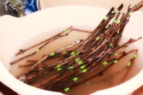 Как вырастить виноград из черенка осенью. Черенкование винограда: заготовка, нарезка, посадка, уход