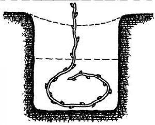 Как вырастить виноград из черенка. Посадка черенков Под лом 01