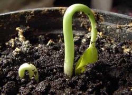 Как вырастить виноград из черенка. Посадка черенков Под лом 13