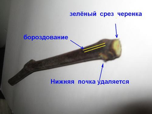 Как вырастить виноград из черенка осенью. Черенкование винограда: заготовка, нарезка, посадка, уход