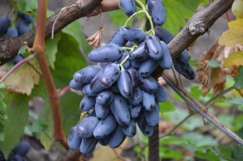 Как вырастить виноград из черенка. Посадка черенков Под лом 16