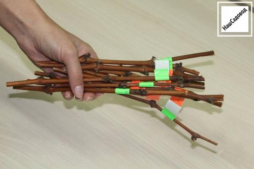 Как размножить виноград летом. Заготовка и хранение черенков винограда