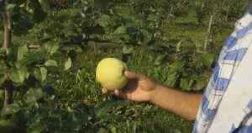 Какие отличительные особенности имеет сорт яблони Антоновка белая