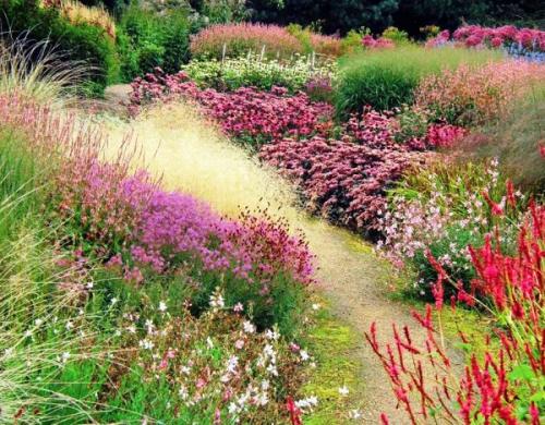 Злаковые травы в ландшафтном дизайне. Разнообразие злаковых растений