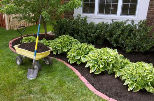 Уход за хостой осенью подготовка к зиме. Как ухаживать за хостой осенью: полезные советы садоводам