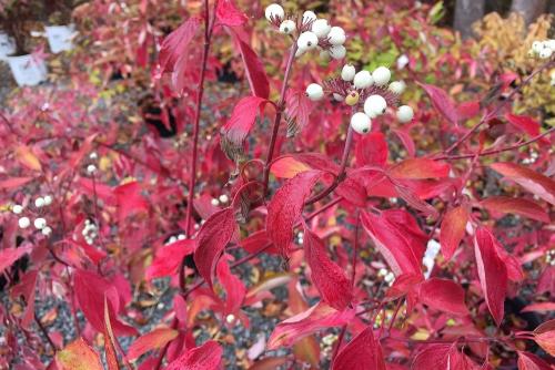 Дерен на зиму укрывать. Дёрен белый: 11 лучших садовых разновидностей