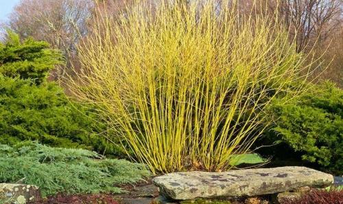 Формирование дерена. Создание элегантных садовых форм из дерена