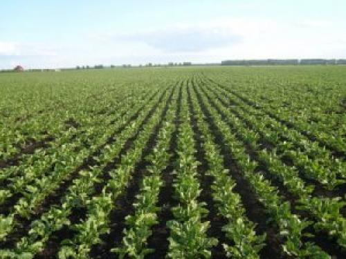 Злаковые травы в кормопроизводстве. Производство кормов в разных типах хозяйств