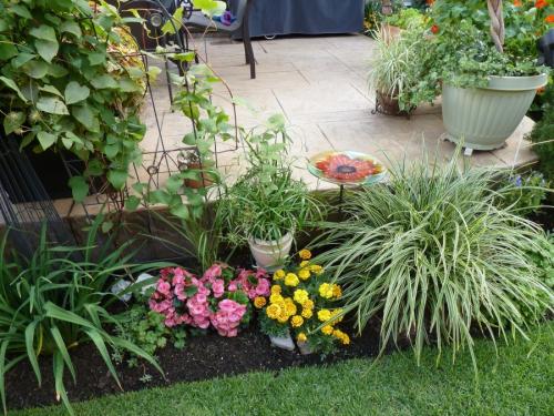 Злаковые травы в квартире. Декоративная трава — применение в ландшафтном дизайне и подбор злаков (95 фото)