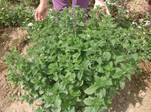 Злаковые травы в квартире. Декоративная трава — применение в ландшафтном дизайне и подбор злаков (95 фото)