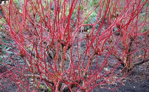 Формирование дерена. Создание элегантных садовых форм из дерена