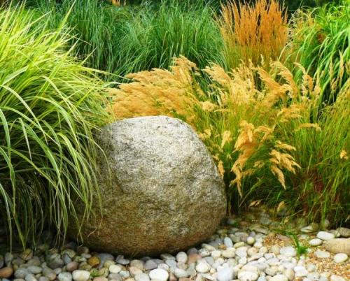 Злаковые травы в ландшафтном дизайне. Разнообразие злаковых растений