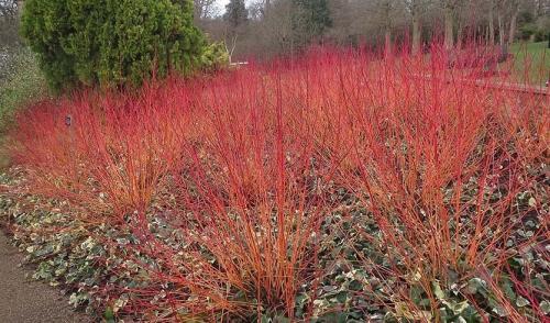 Формирование дерена. Создание элегантных садовых форм из дерена