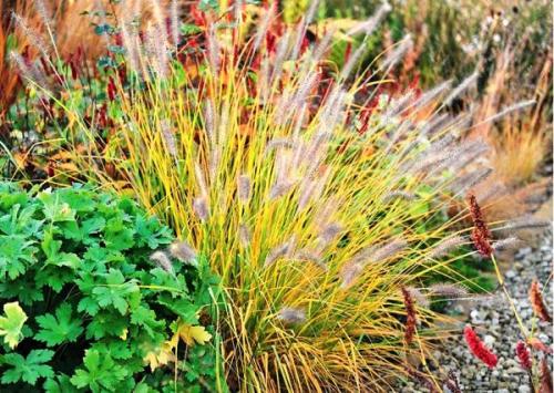 Злаковые травы в ландшафтном дизайне. Разнообразие злаковых растений