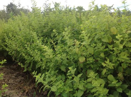 Злаковые травы в квартире. Декоративная трава — применение в ландшафтном дизайне и подбор злаков (95 фото)