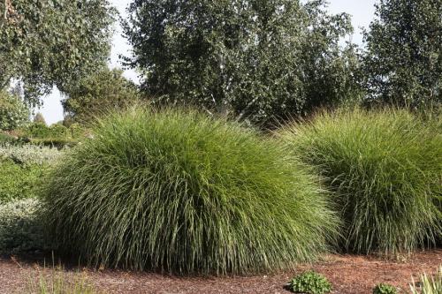 Злаковые травы в квартире. Декоративная трава — применение в ландшафтном дизайне и подбор злаков (95 фото)