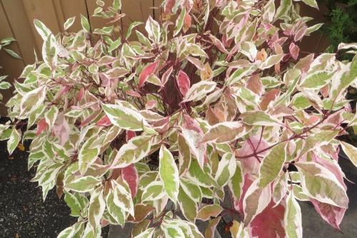 Дерен на зиму укрывать. Дёрен белый: 11 лучших садовых разновидностей