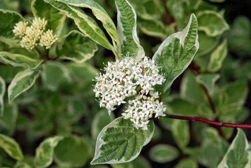 Дерен на зиму укрывать. Дёрен белый: 11 лучших садовых разновидностей