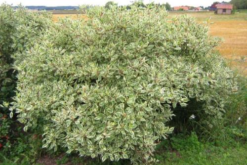 Дерен на зиму укрывать. Дёрен белый: 11 лучших садовых разновидностей