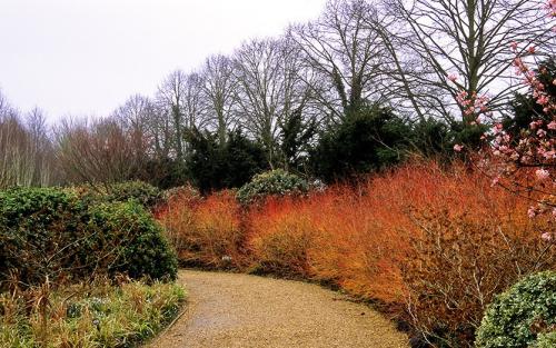 Формирование дерена. Создание элегантных садовых форм из дерена