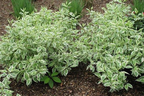 Дерен на зиму укрывать. Дёрен белый: 11 лучших садовых разновидностей