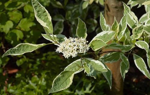 Формирование дерена. Создание элегантных садовых форм из дерена