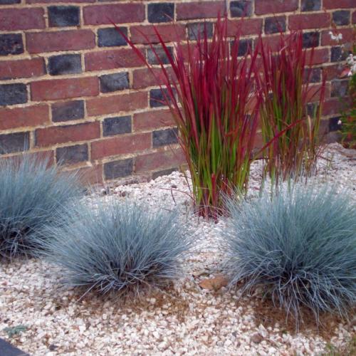 Злаковые травы в квартире. Декоративная трава — применение в ландшафтном дизайне и подбор злаков (95 фото)