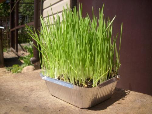 Злаковые травы в квартире. Декоративная трава — применение в ландшафтном дизайне и подбор злаков (95 фото)