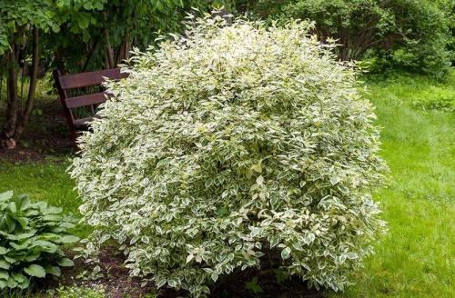 Формирование дерена. Создание элегантных садовых форм из дерена