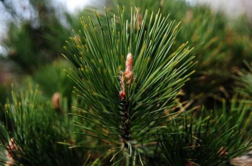 Всё о школке: от выбора до приготовления 20 Всё о школке: от выбора до приготовления 20