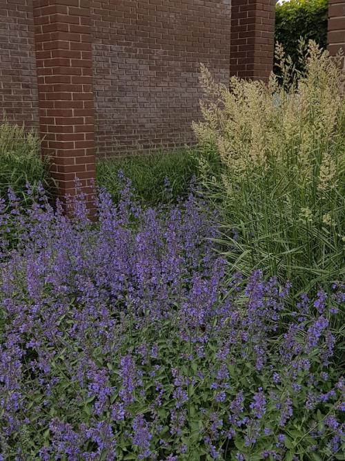 Могут ли растения выжить на поверхности цемента. Что можно посадить из многолетних невысоких цветов на клумбе, где под слоем грунта лежит цементная плита?