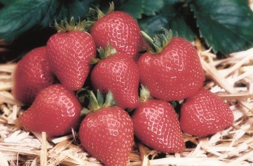 Как вырастить клубнику из семян в домашних условиях