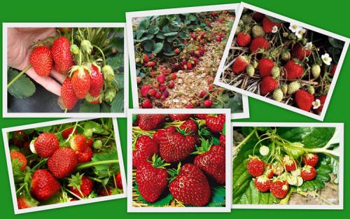 Как вырастить клубнику из семян в домашних условиях