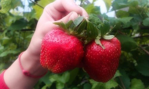 Как вырастить клубнику из семян в домашних условиях